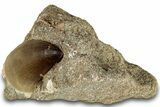 Fossil Mosasaur (Prognathodon) Tooth in Rock - Morocco #311859-1